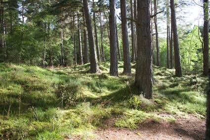Die Immobilienmakler für Hamminkeln stellen die Stadt vor. Auf dem Bild sind die kleinen Ferienhäuschen der Dingdener Heide zu sehen. Die Immobilienmakler für Hamminkeln stellen die Stadt vor. Auf dem Bild sind die kleinen Ferienhäuschen der Dingdener Heide zu sehen.